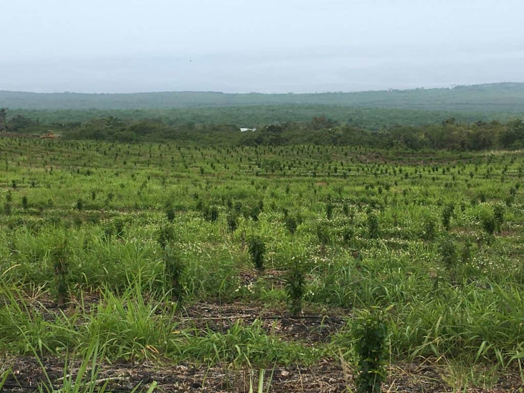 Rows of recently pruned coffee trees
