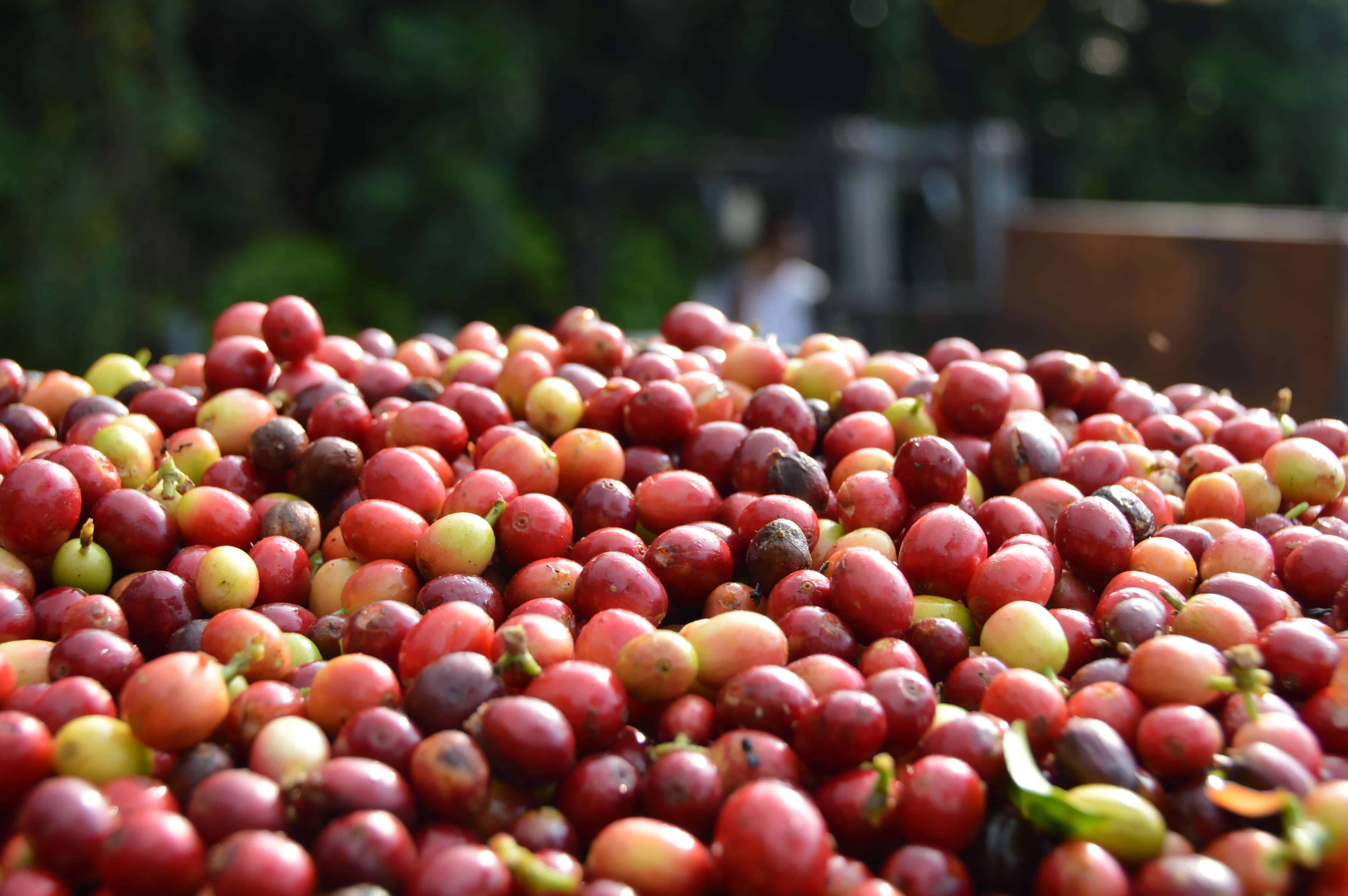 Pile of coffee cherry Royal Kona Coffee