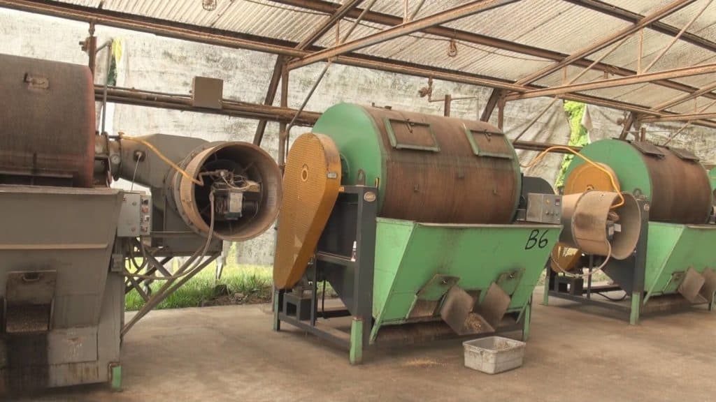 Processing Kona coffee through mechanical coffee dryers