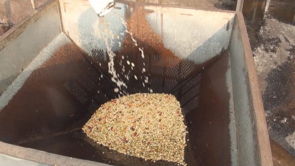 Kona coffee pulped and ready for fermentation.