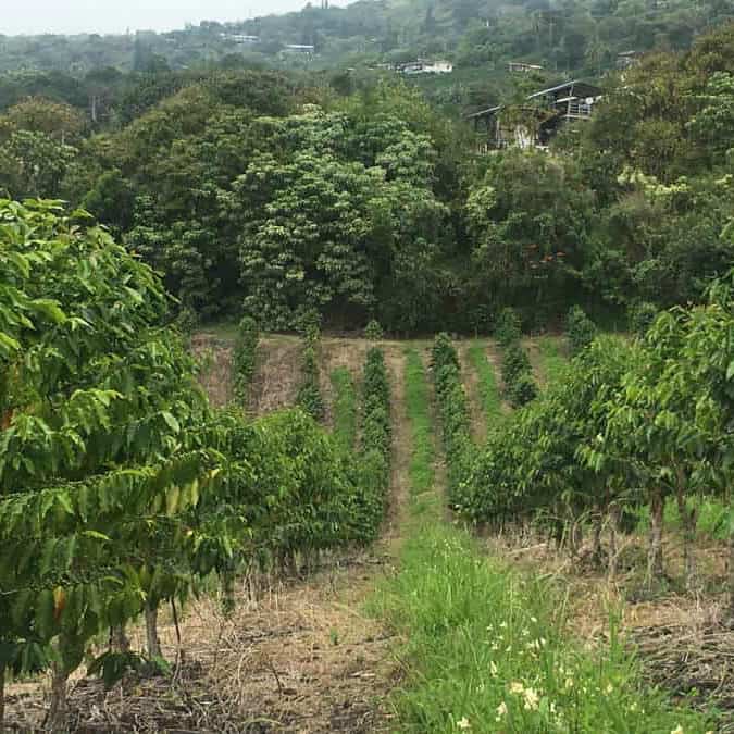 best kona coffee tour