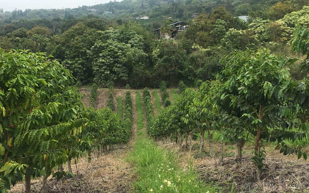 Growing Kona Coffee in Hawaii Royal Kona Coffee